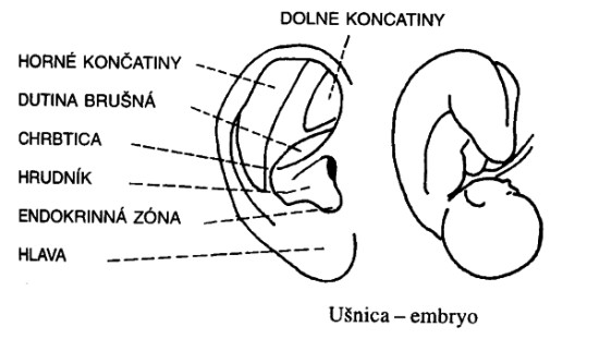 Ušnica pripomína embyo, plod vivíjajúci sa v maternici aurikuloterapia-liečba z reflexných bodov ucha využíva túto podobnosť pre diagnostiku i terapiu.